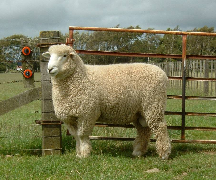 Romney - A Lovely, Versatile & Value-Priced Wool..