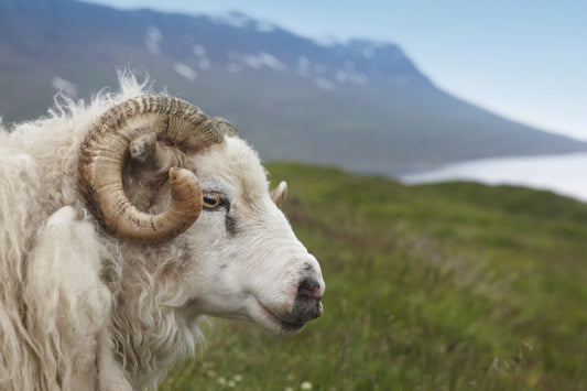 Icelandic Sheep...A Hearty Breed...