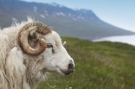Icelandic Sheep...A Hearty Breed...