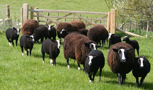 What's A Zwartbles?